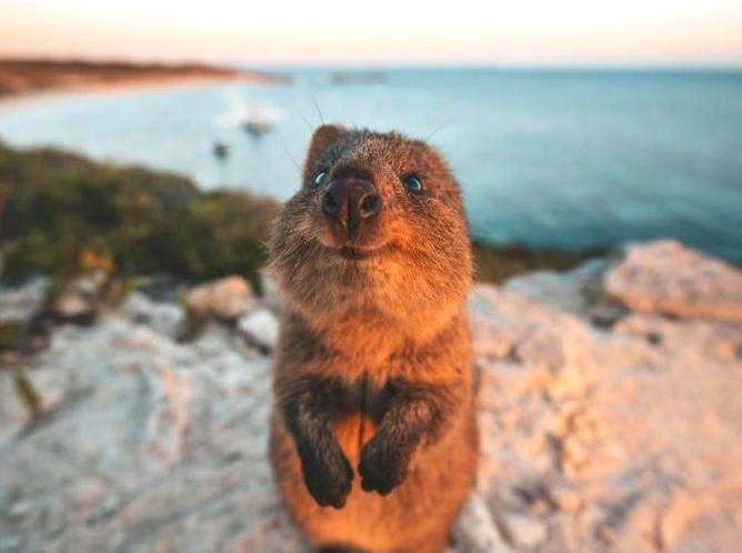 brocante-entre2siecles | Visiting Rottnest Island: Beaches, Wildlife, and History