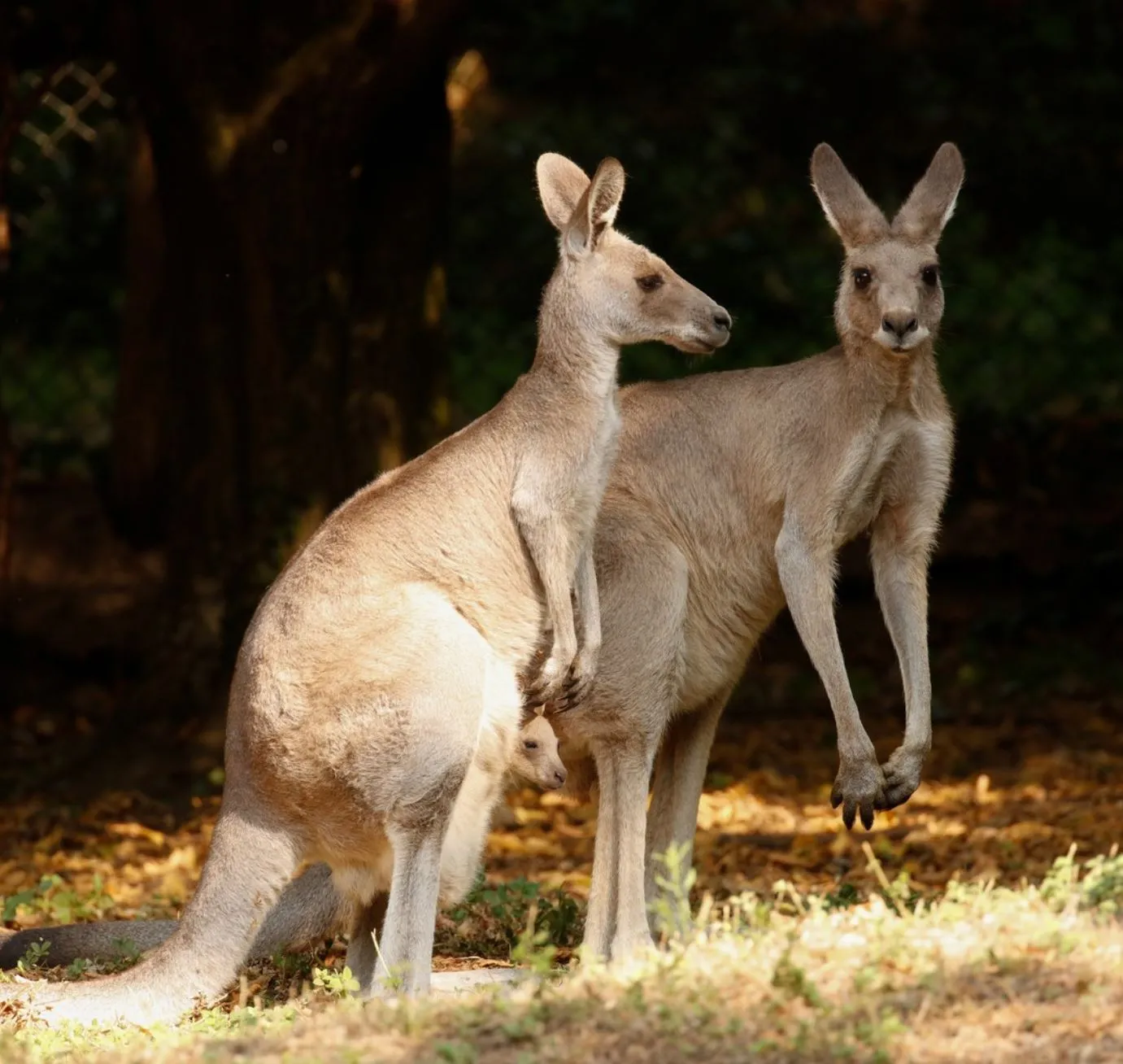 brocante-entre2siecles | Grampians Animals: What You’ll See brocante-entre2siecles | Grampians Animals: What You’ll See