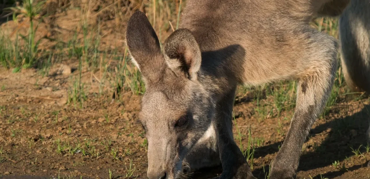 brocante-entre2siecles | Grampians Animals: What You’ll See
