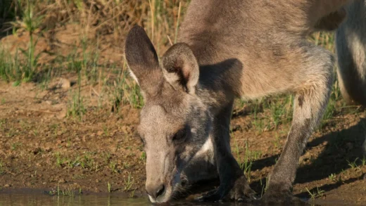 Grampians Animals: What You’ll See